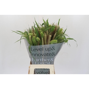 Grasses mix in bucket