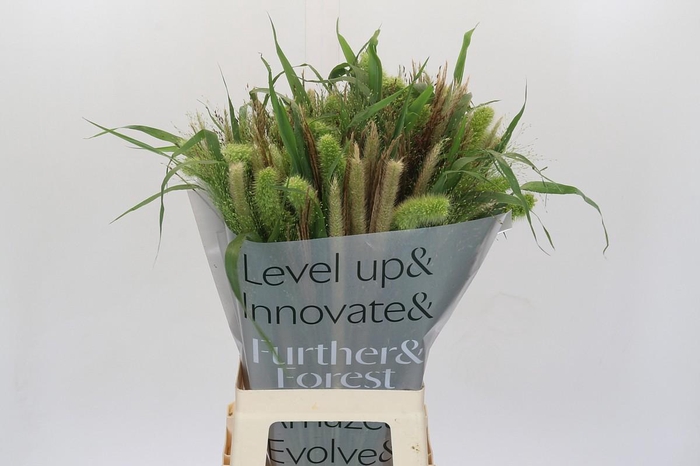 Grasses mix in bucket