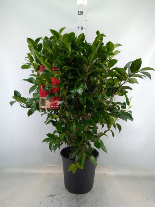 <h4>Camellia japonica</h4>