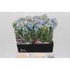 Oxypetalum Tweedia Blue