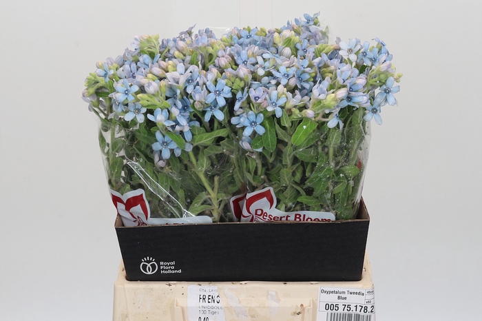 <h4>Oxypetalum Tweedia Blue</h4>