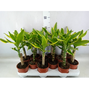 Dracaena frag.   ...mix 3