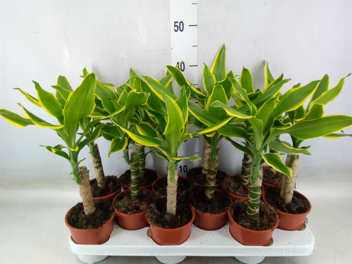 <h4>Dracaena frag.   ...mix 3</h4>