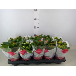 Kalanchoe blos.   ..mix 5