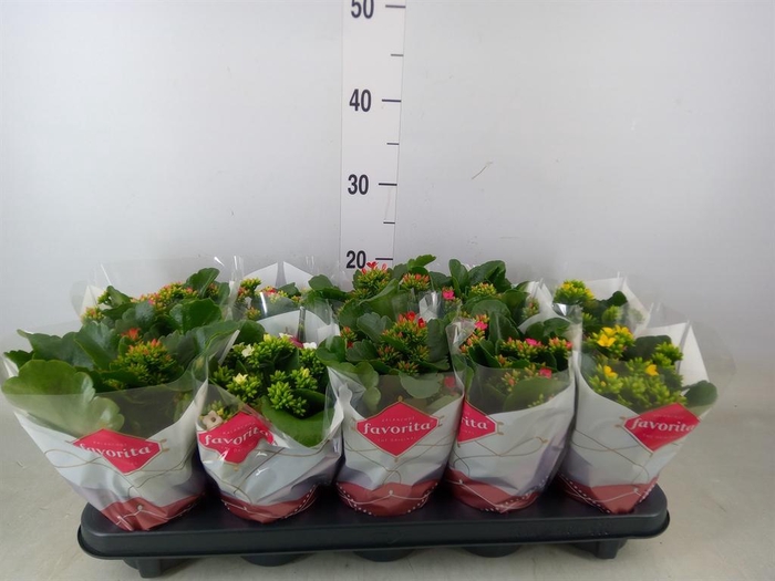 <h4>Kalanchoe blos.   ..mix 5</h4>