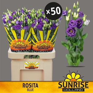 Eus G Rosita Blue