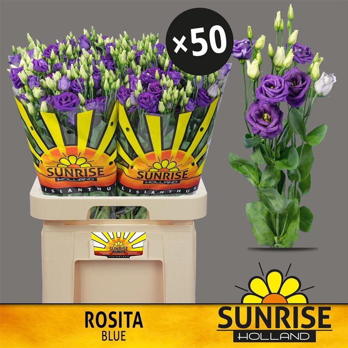 <h4>Eus G Rosita Blue</h4>