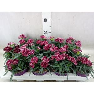 Dianthus  'Super Trouper Diwali'
