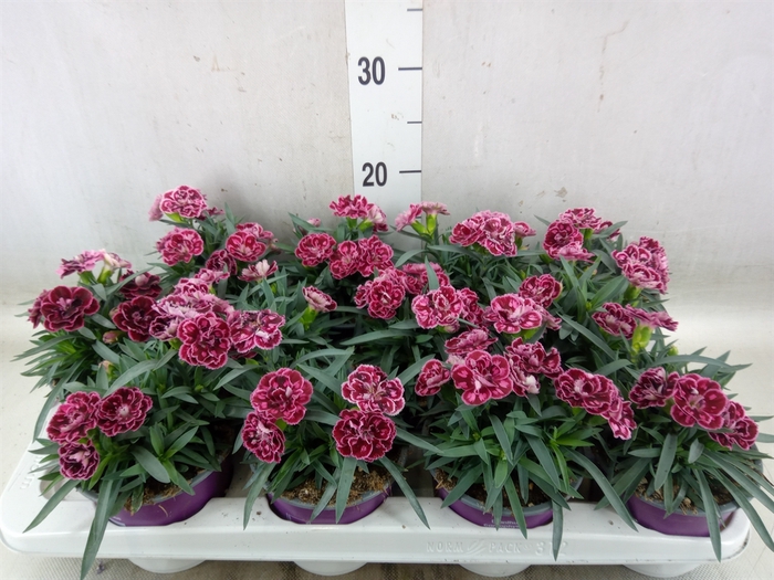 <h4>Dianthus  'Super Trouper Diwali'</h4>