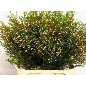 CHAME UN UMBRELLA ANGEBOT