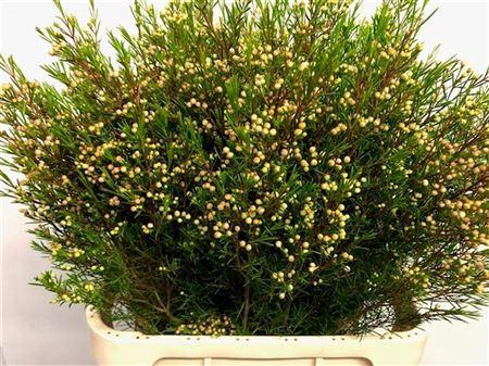 <h4>CHAME UN UMBRELLA ANGEBOT</h4>