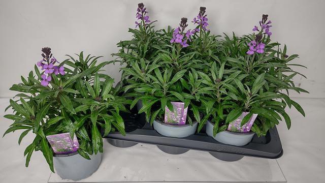 <h4>ERYS BOWLES MAUVE</h4>