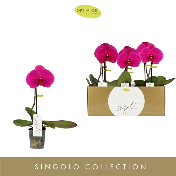 <h4>Singolo Shima</h4>