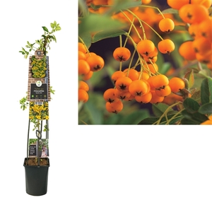 Pyracantha 'Soleil d'Or'+3.0 label