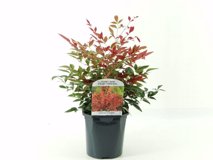 <h4>Nandina domestica Obsessed</h4>