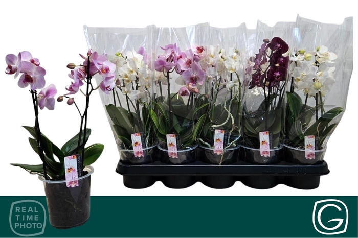 <h4>PHAL MF GEM 3 KL</h4>