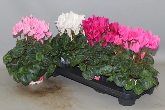 <h4>CYCL GR SUP XL</h4>