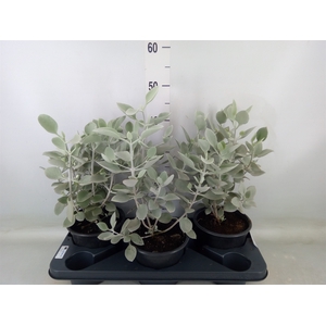 Kalanchoe NF   ...