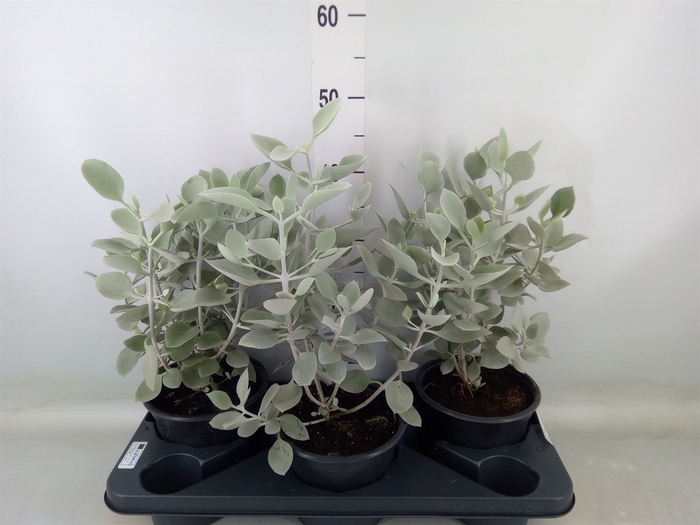 <h4>Kalanchoe NF   ...</h4>