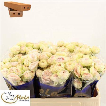 <h4>R Tr Sweet Giselle!</h4>