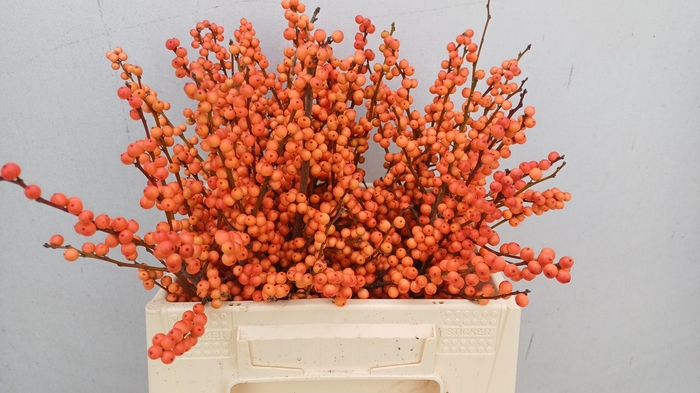 <h4>ILEX VE WINTER GOLD</h4>