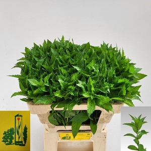 MENTHA TIGRA