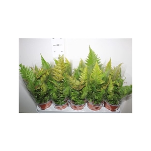 Dryopteris Erythroso