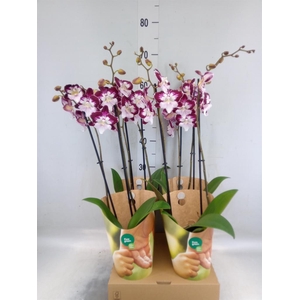 Phalaenopsis  'GbZ Tinkerbells'