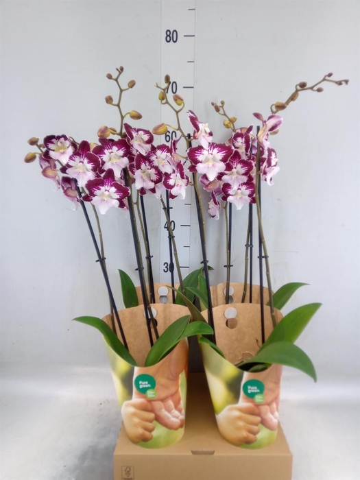<h4>Phalaenopsis  'GbZ Tinkerbells'</h4>