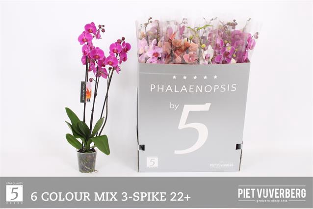 <h4>PHAL GEM 6 KL</h4>