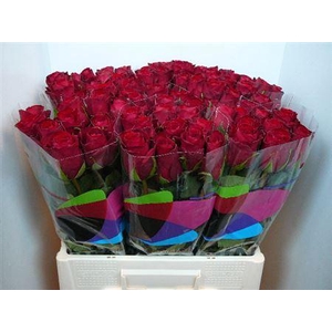 R Gr Madam Red (big)