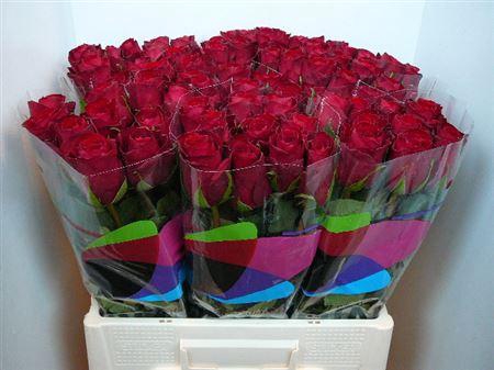 <h4>R Gr Madam Red (big)</h4>