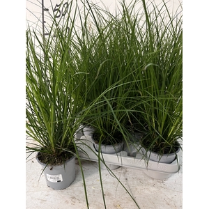 CAREX BRUNNEA