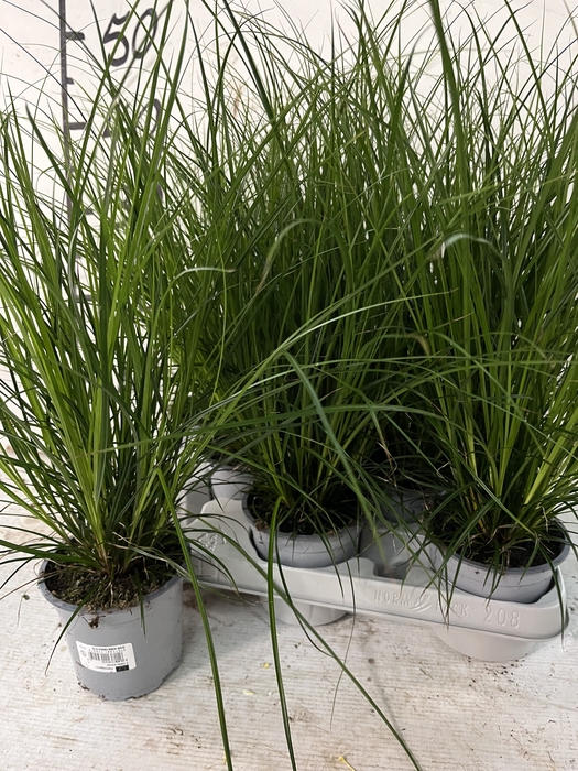 <h4>CAREX BRUNNEA</h4>