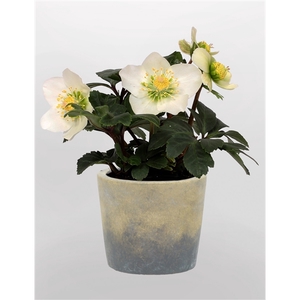 Helleborus n. Christmas Carol 9cm in betonpot Luna keramiek