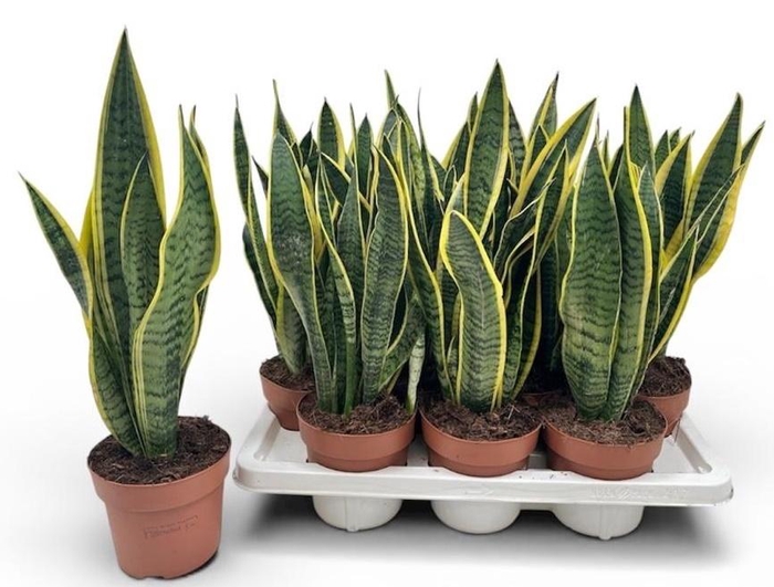 <h4>SANSEV LAURENTII</h4>