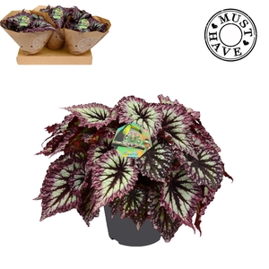 Bladbegonia Rex Fireworks 17 cm Must Have