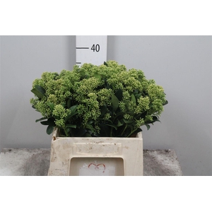 Skim J Frank Whit Bs