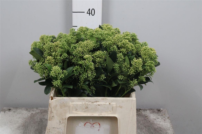 <h4>Skim J Frank Whit Bs</h4>