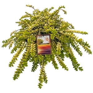 Lonicera nitida 'Golden Glow'® sense