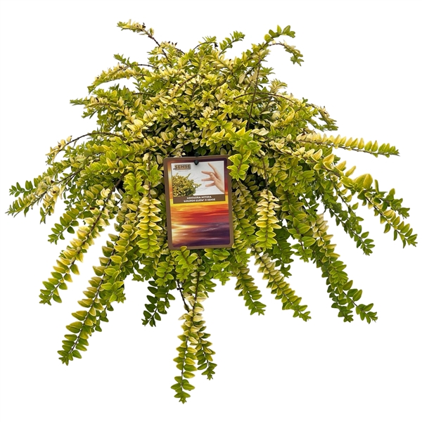 <h4>Lonicera nitida 'Golden Glow'® sense</h4>