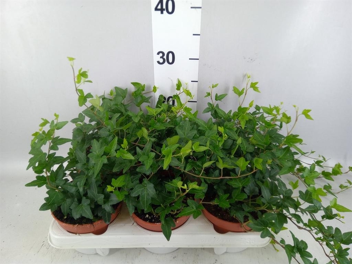 <h4>Hedera helix 'Shamrock'</h4>