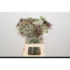 DAUCUS CAROTA DARA