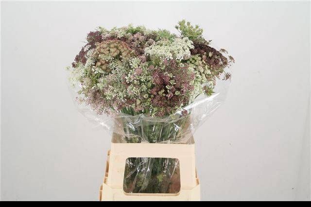 <h4>DAUCUS CAROTA DARA</h4>