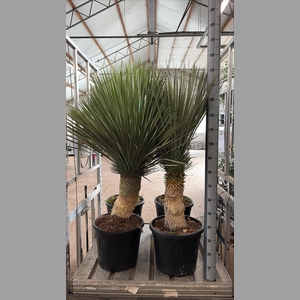 YUC ROSTRATA
