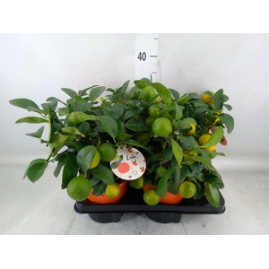 Citrus limetta