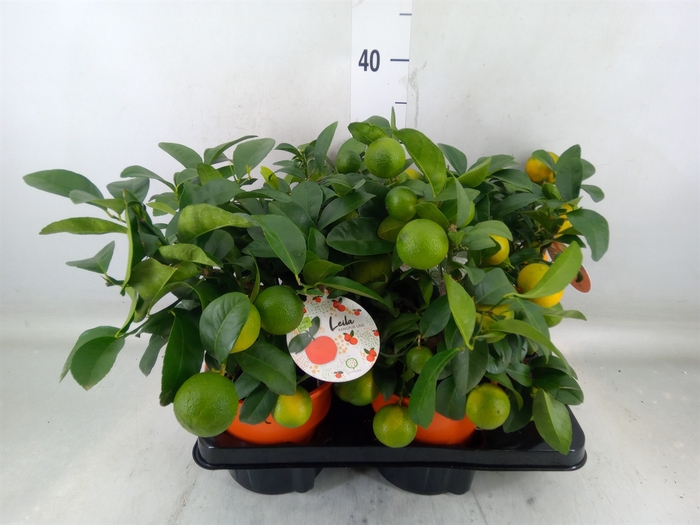 <h4>Citrus limetta</h4>