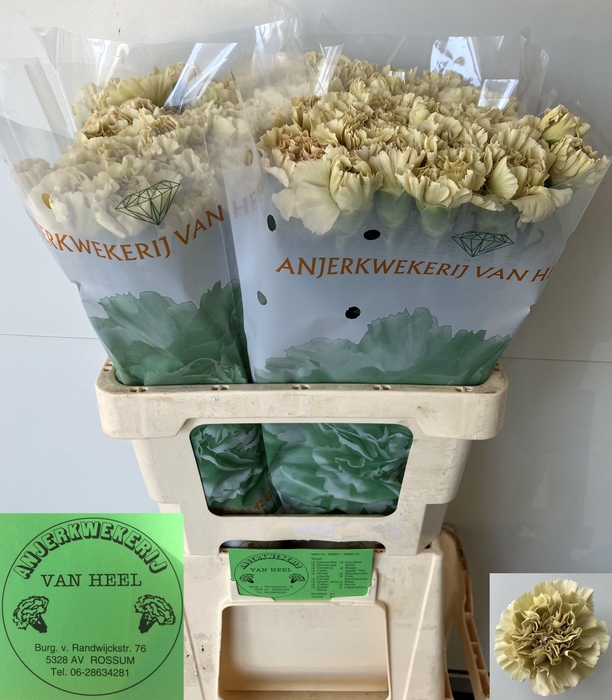 <h4>DI ST CAPPUCCINO</h4>