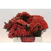 Kaaps Groen Red Brunia Xl 40cm