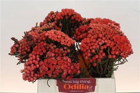 <h4>Kaaps Groen Red Brunia Xl 40cm</h4>